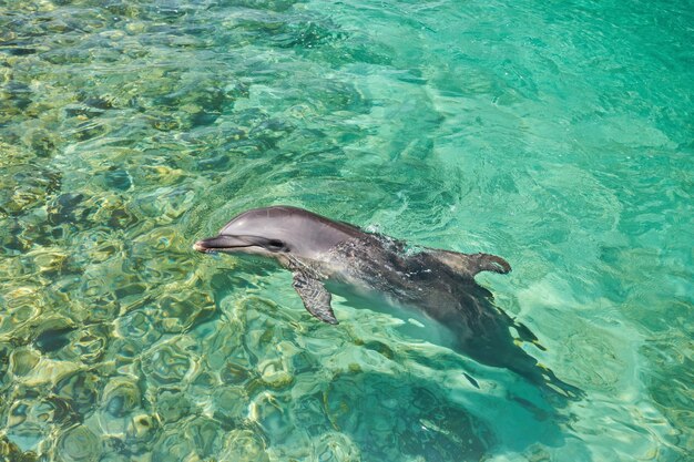 Bellissimo delfino sorridente nell'acqua blu della piscina in una limpida giornata di sole