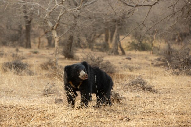 Bellissimo e molto raro orso bradipo nell'habitat naturale in India