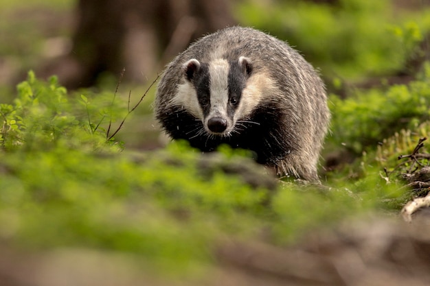 Bellissimo e raro tasso nell'habitat naturale della Repubblica Ceca