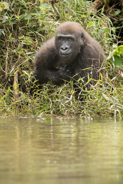 Bellissimo e selvaggio gorilla di pianura nell'habitat naturale in Africa