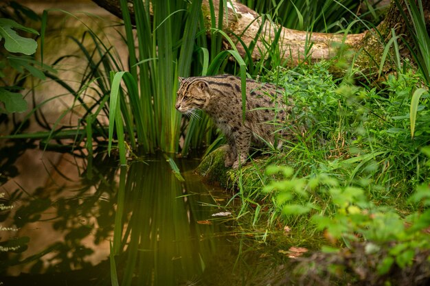 Bellissimo e sfuggente gatto da pesca nell'habitat naturale vicino all'acqua Specie di gatti in via di estinzione che vivono in cattività Genere di piccoli gatti Prionailurus viverrinus