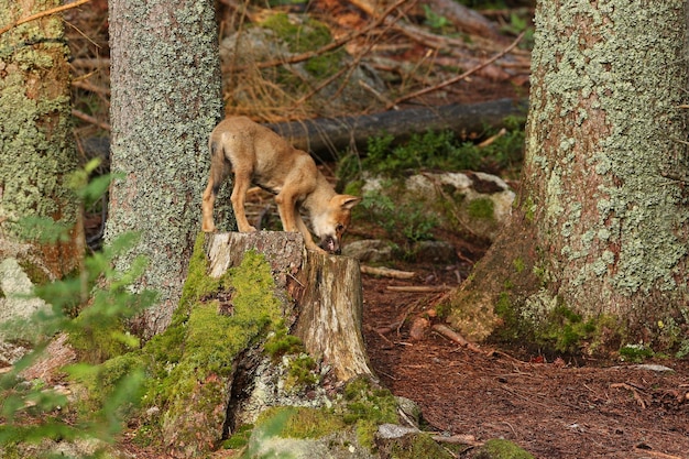 Bellissimo e sfuggente lupo eurasiatico nella colorata foresta estiva