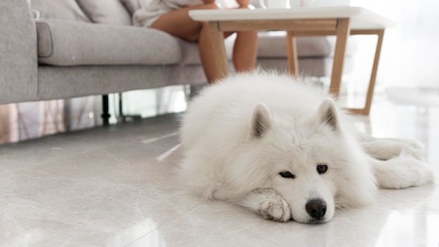 Bellissimo e soffice cane bianco