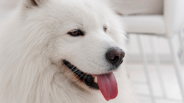 Bellissimo e soffice cane bianco