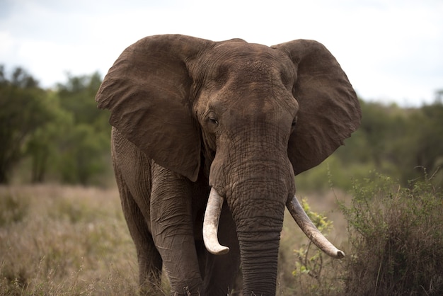 Bellissimo elefante africano