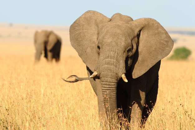 Bellissimo elefante con una zanna spezzata