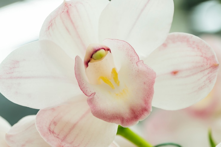 Foto gratuito bellissimo fiore bianco con pistilli gialli