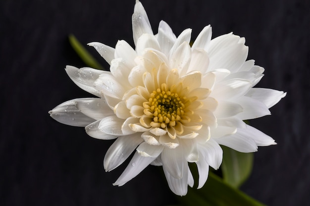 Bellissimo fiore bianco macro