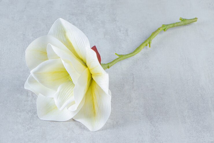 Foto gratuito bellissimo fiore bianco profumato, sul tavolo bianco.