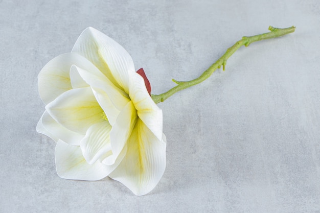 Bellissimo fiore bianco profumato, sul tavolo bianco.