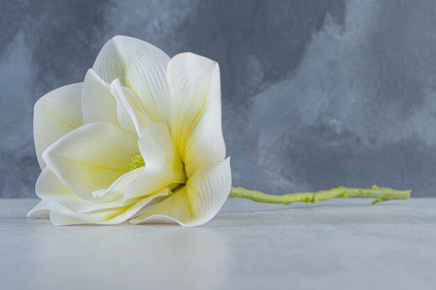 Bellissimo fiore bianco profumato, sul tavolo bianco.