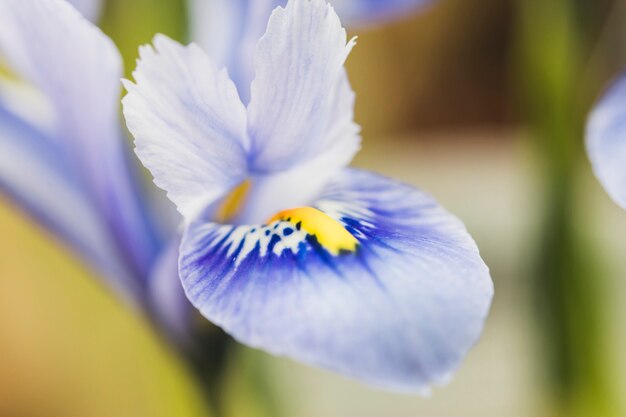 Bellissimo fiore blu fresco