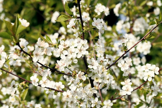 Bellissimo fiore che sboccia