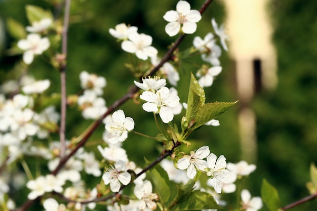 Bellissimo fiore che sboccia