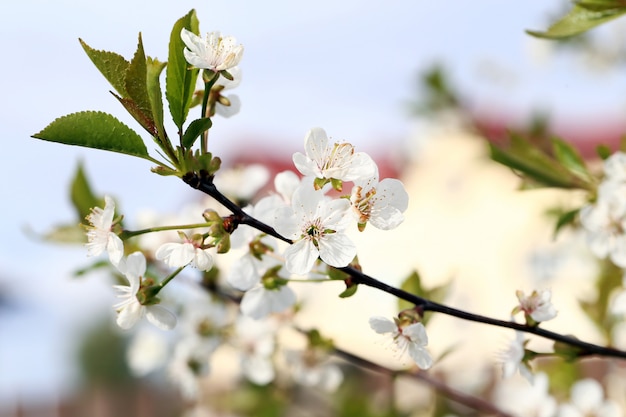 Bellissimo fiore che sboccia