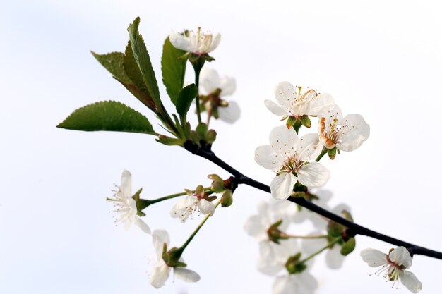 Bellissimo fiore che sboccia