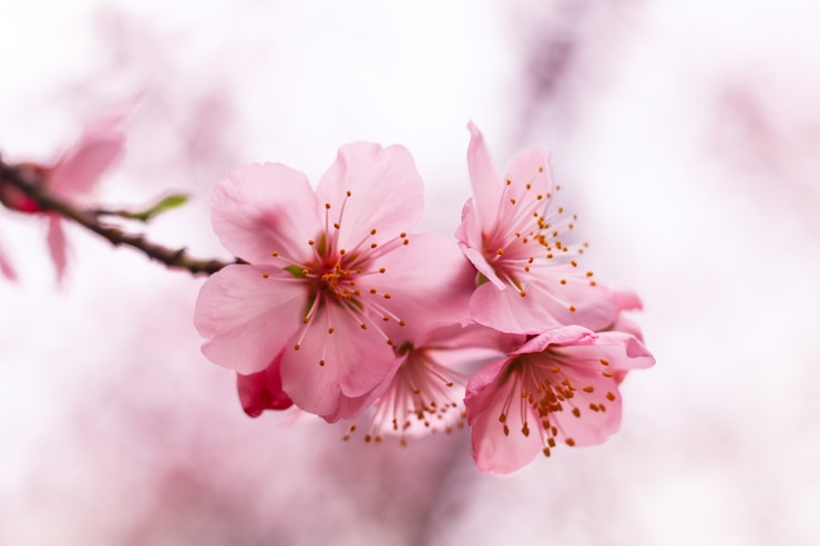 Foto gratuito bellissimo fiore di ciliegio