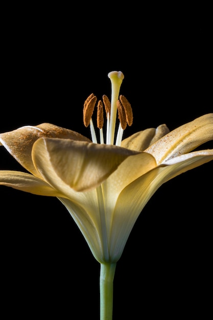 Bellissimo fiore di giglio giallo