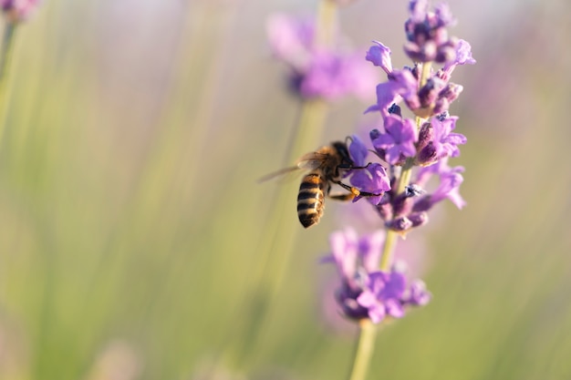 Bellissimo fiore di lavanda con sfondo sfocato