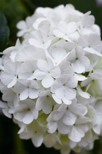 Bellissimo fiore di ortensia da vicino