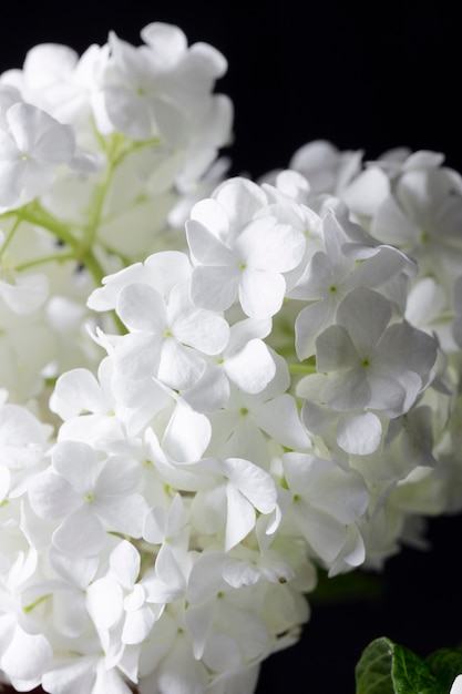 Bellissimo fiore di ortensia da vicino