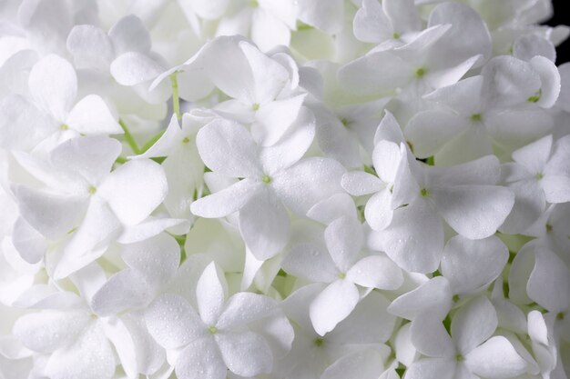 Bellissimo fiore di ortensia da vicino