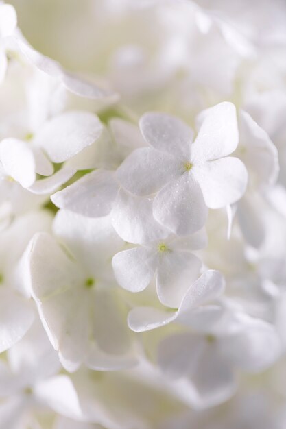 Bellissimo fiore di ortensia da vicino