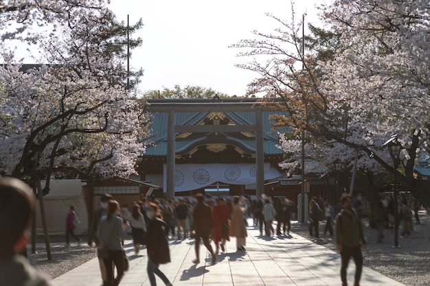 Bellissimo fiore di pesco a tokyo