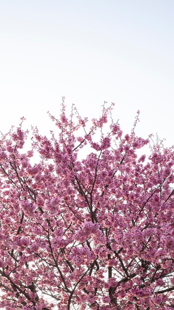 Bellissimo fiore di pesco rosa