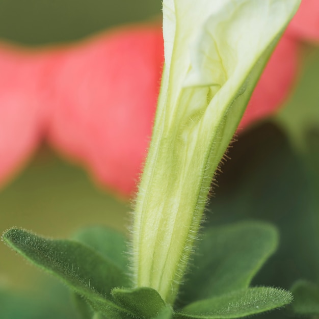 Bellissimo fiore esotico fresco