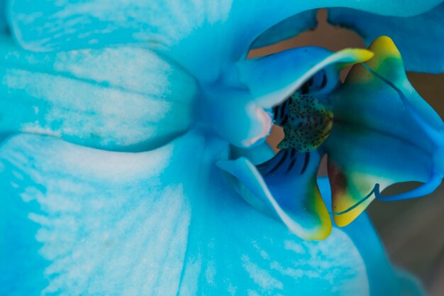 Bellissimo fiore fresco blu tropicale