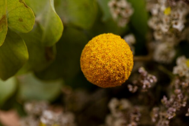 Bellissimo fiore giallo ad alto angolo