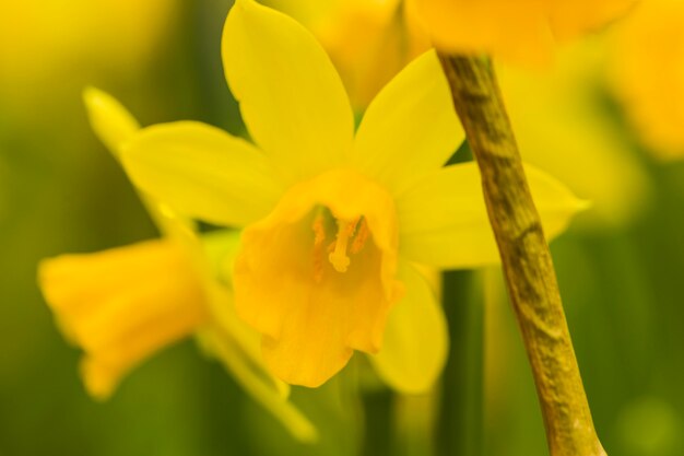 Bellissimo fiore giallo fresco