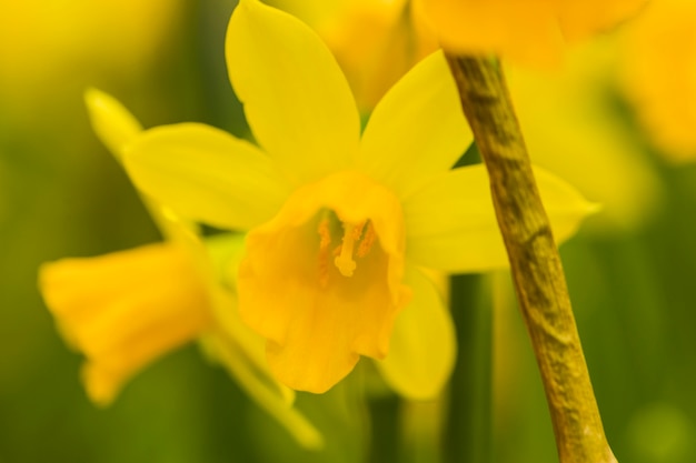 Bellissimo fiore giallo fresco