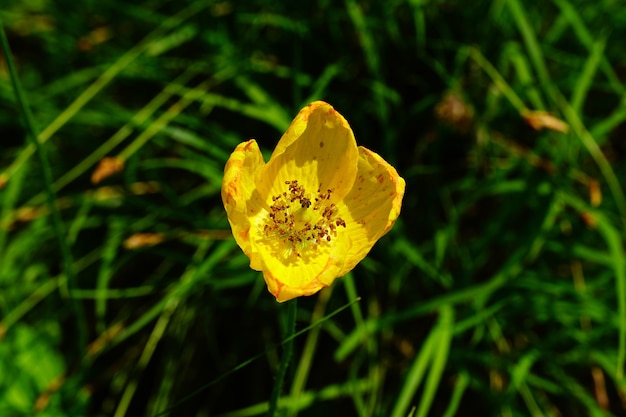 Bellissimo fiore giallo in un giardino