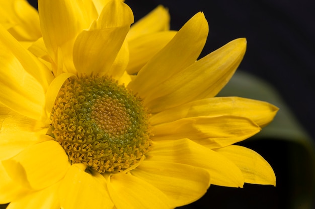 Bellissimo fiore giallo macro