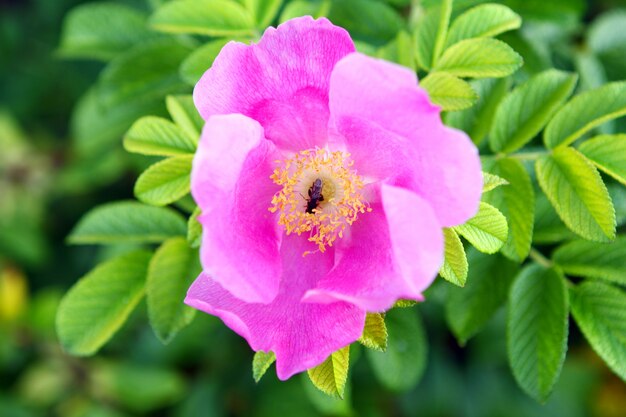 Bellissimo fiore in radica