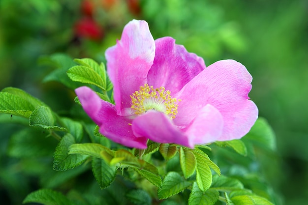 Bellissimo fiore in radica