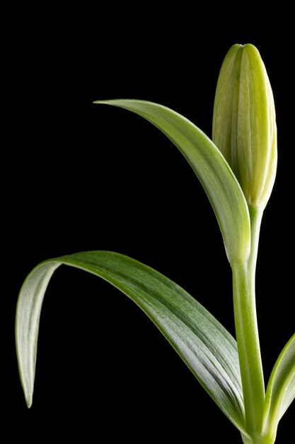 Bellissimo fiore macro isolato sul nero