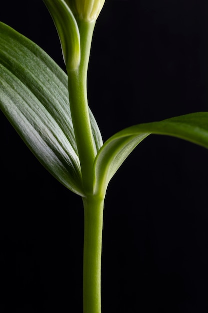 Bellissimo fiore macro isolato sul nero