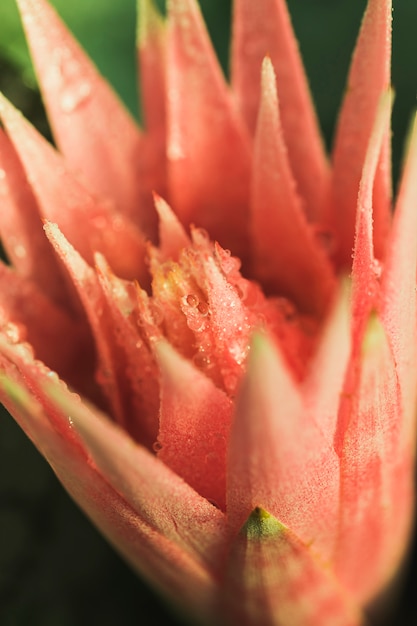 Bellissimo fiore rosa fresco con rugiada