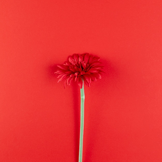 Bellissimo fiore su sfondo rosso