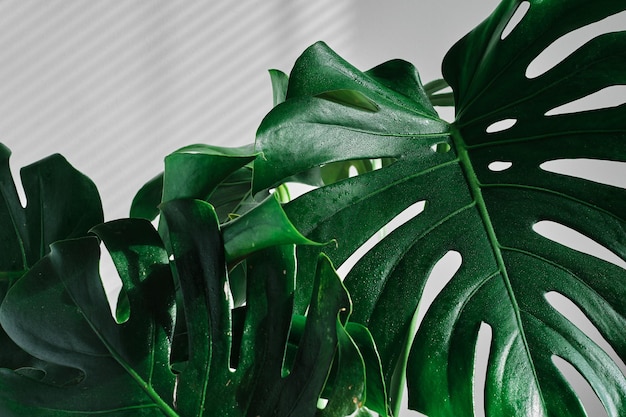 Bellissimo fiore tropicale monstera su sfondo chiaro gocce d'acqua sulle foglie Concetto di minimalismo Interno camera hipster in stile scandinavo Parete vuota con striature di ombra da persiane