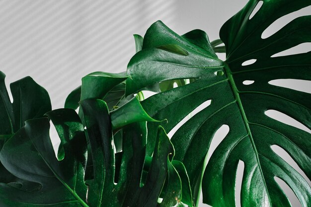 Bellissimo fiore tropicale monstera su sfondo chiaro gocce d'acqua sulle foglie Concetto di minimalismo Interno camera hipster in stile scandinavo Parete vuota con striature di ombra da persiane
