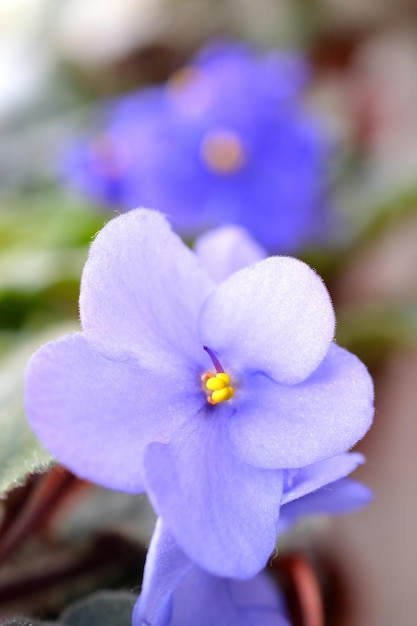 Bellissimo fiore viola in fiore viola blu Sfondo colorato della natura per la primavera Saintpaulia