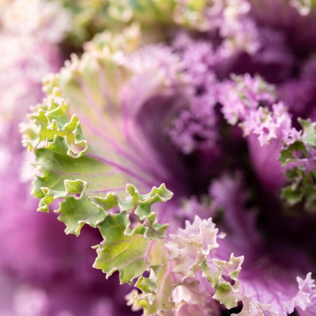 Bellissimo fiore viola in natura