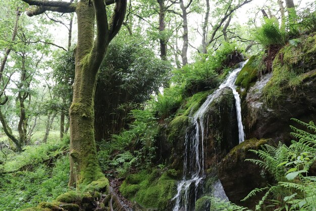 Bellissimo flusso di cascata nel bosco