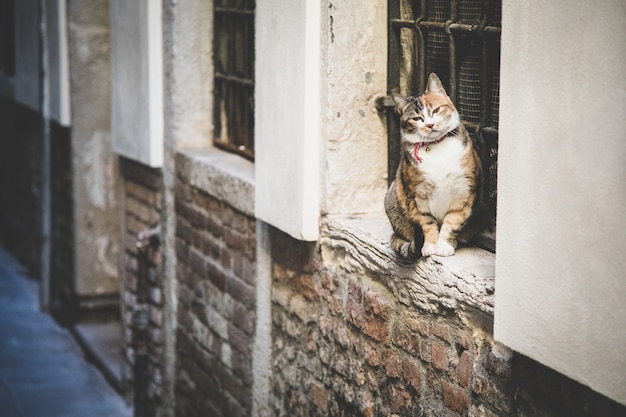 Bellissimo gatto domestico lanuginoso seduto da una finestra con sbarre su un muro di mattoni