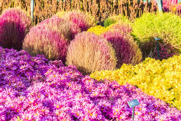 Bellissimo giardino e fiori