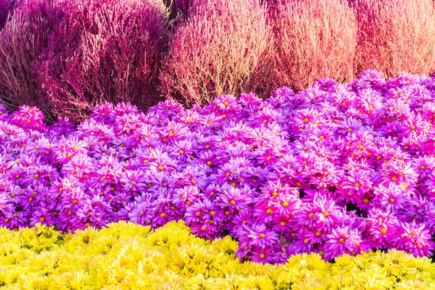 Bellissimo giardino e fiori